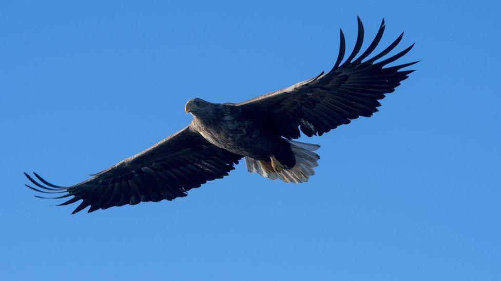 white-tailed-eagle-flying