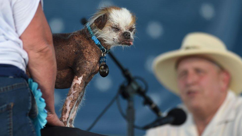 Tee Tee, a Chinese Crested, is shown to judge Brian Sobel