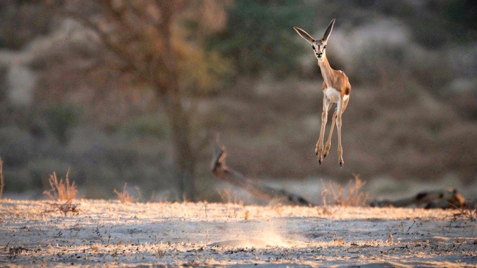 springbok-deer-jumping