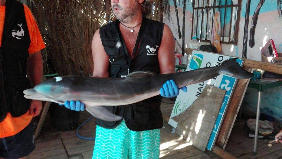 A member of Equinac holds the dolphin after it was recovered from the beach