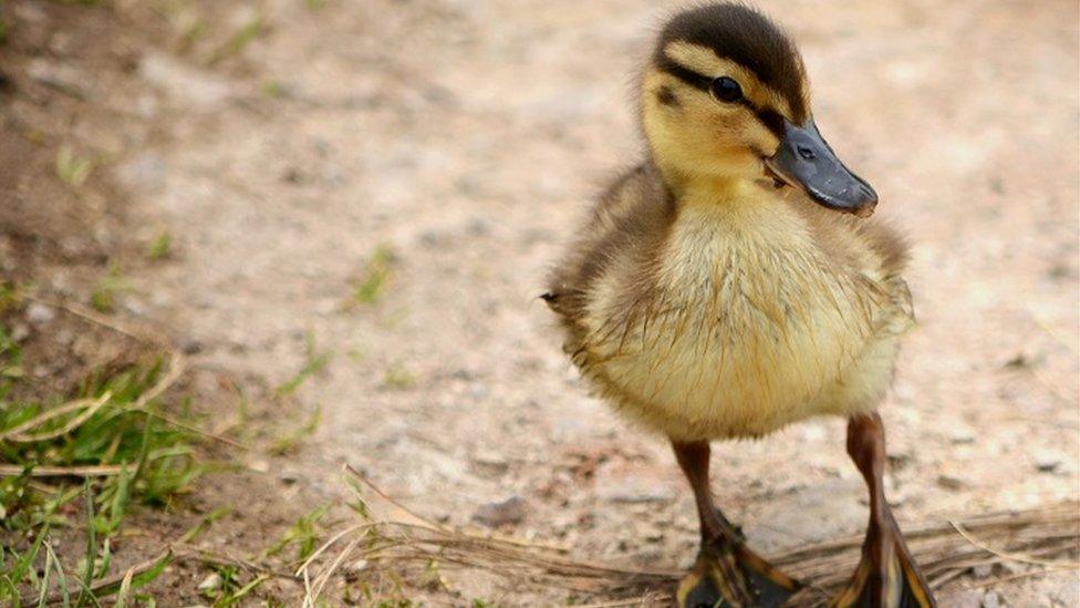 A duckling at Rhyl's Brickfields Pond