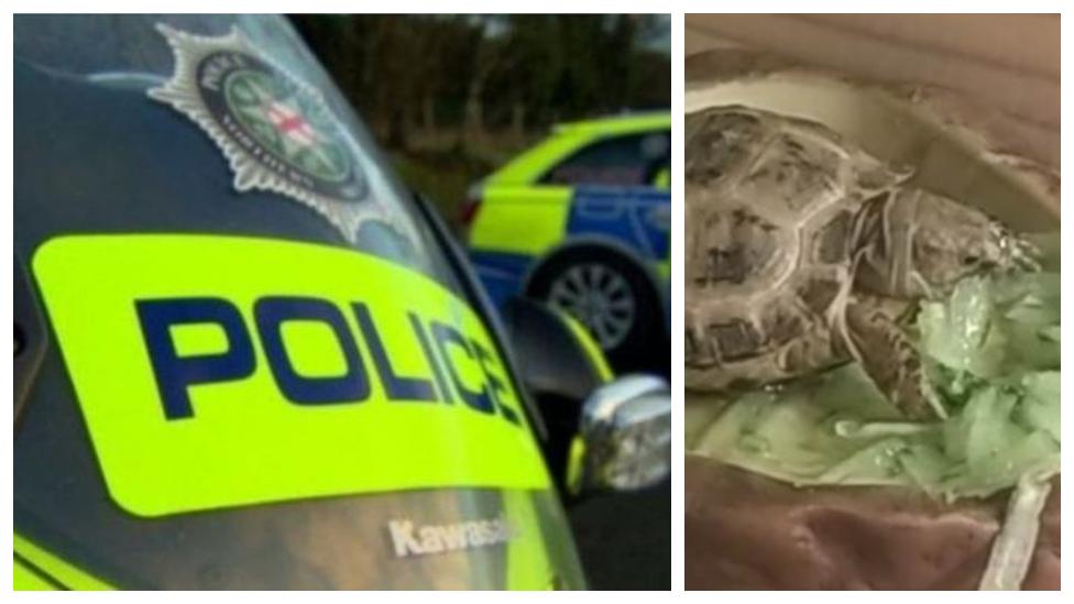 Police appeal after pet tortoise stolen in break-in