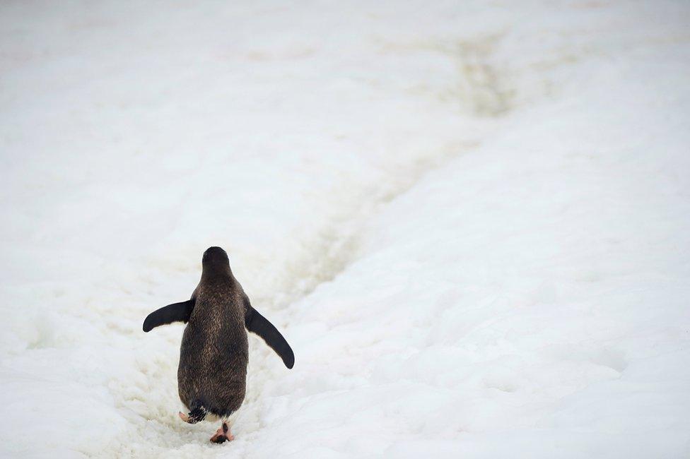 A penguin walking on ice