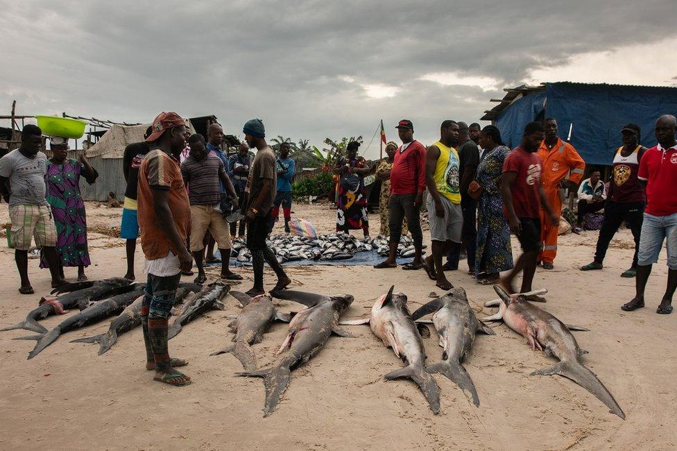 People looking at sharks on a beach