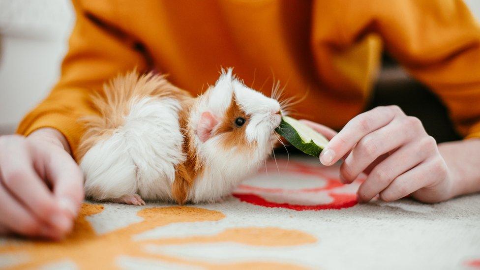 guinea-pig.