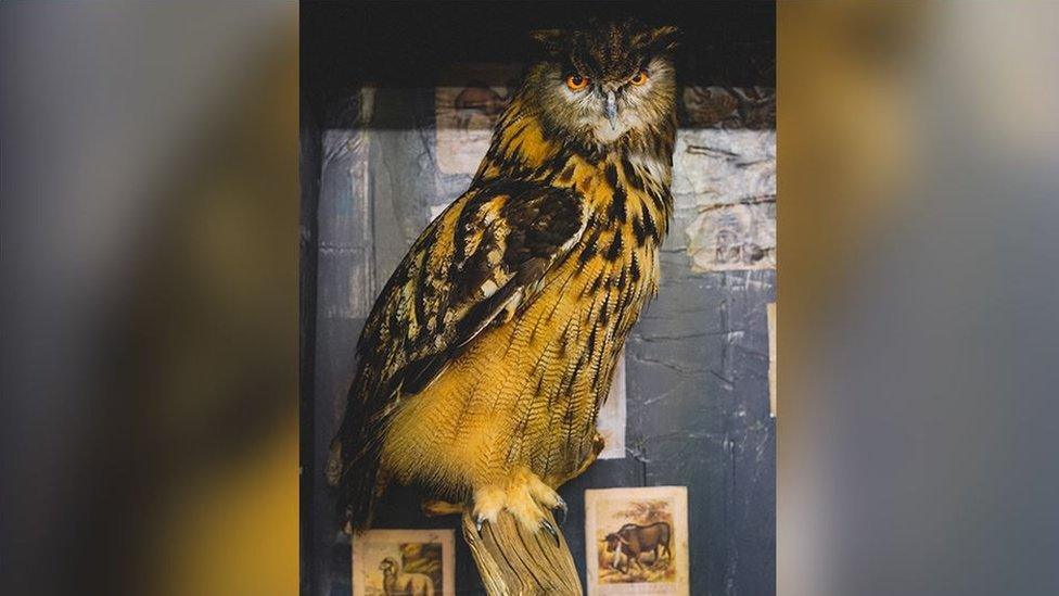 A stuffed eagle owl, worth around £800