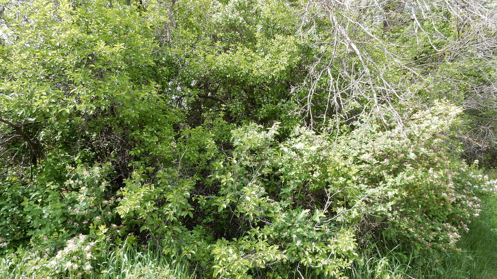 Buckthorn bush (Image: Matt Lavin/Flickr)