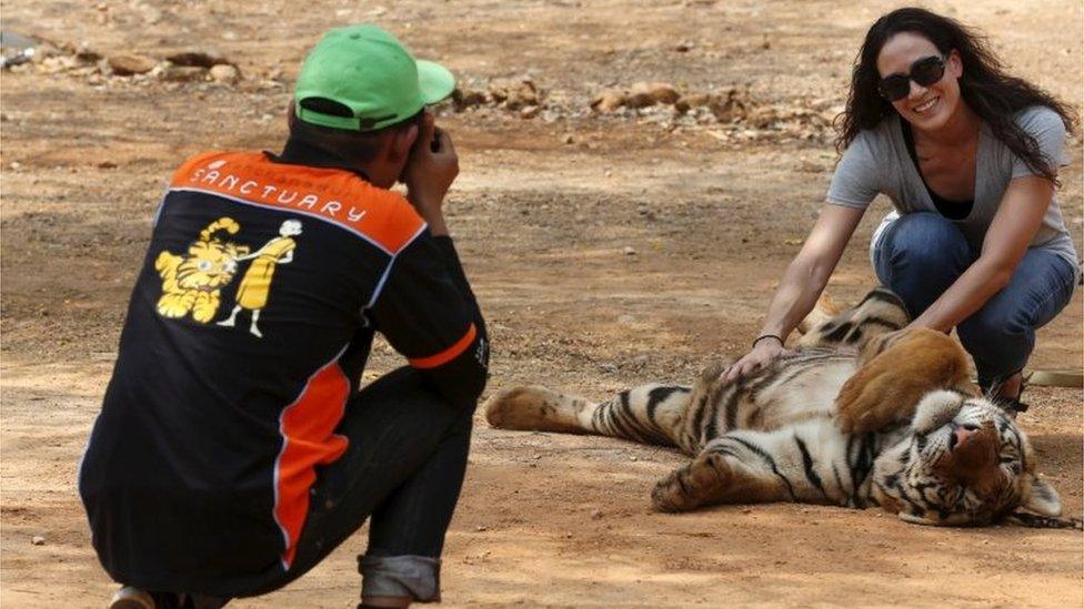 A tourist poses with a tiger at the Tiger Temple in Kanchanaburi province, west of Bangkok, Thailand (file image)