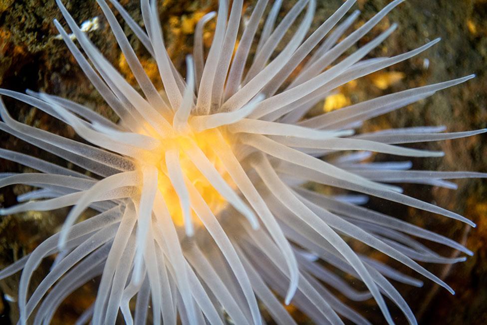 A photo of a white and yellow sea loch anemone in waters around Scotland