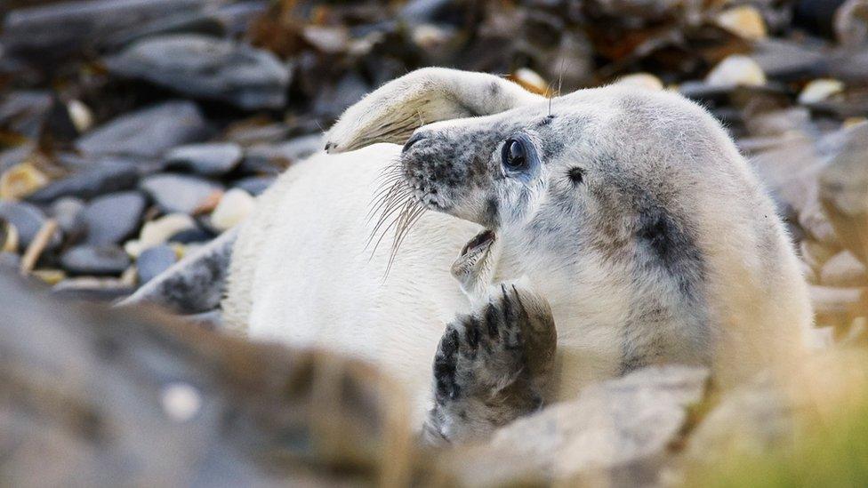 Seal pup