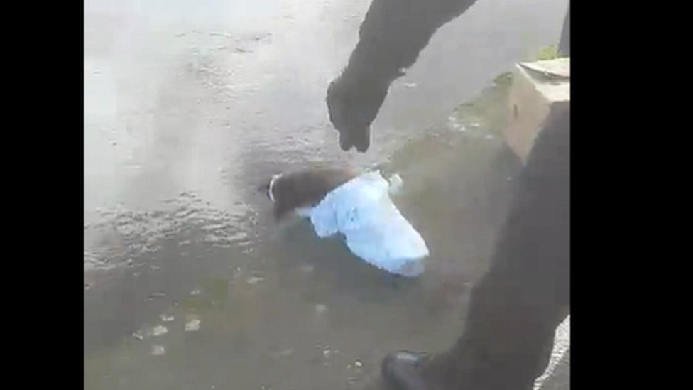 Otter released into a river