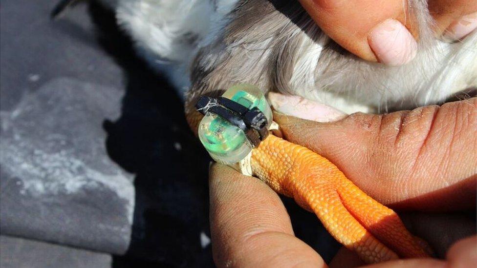 Tracking device on a puffin