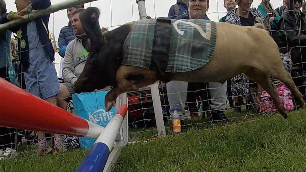 Racing pig at Royal Norfolk Show