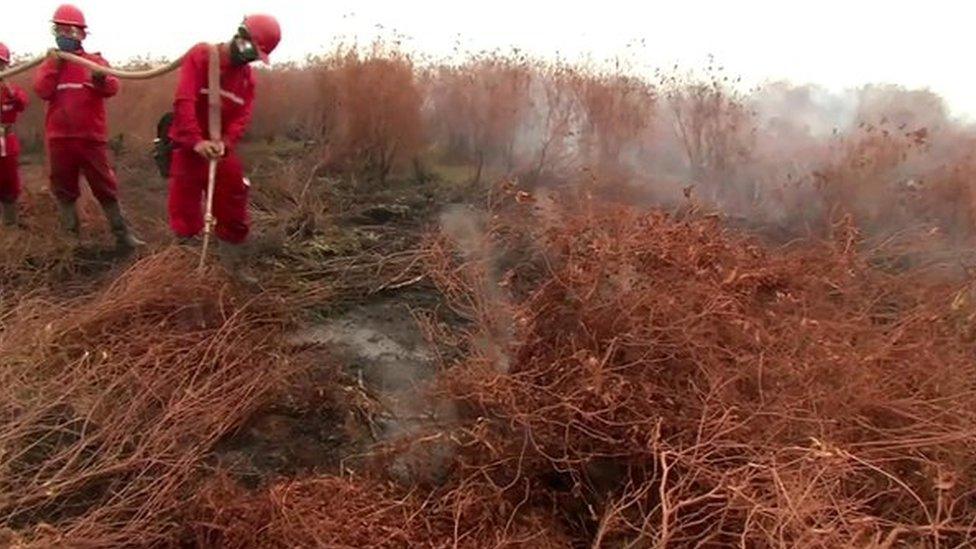 Peat land fire in South Sumatra