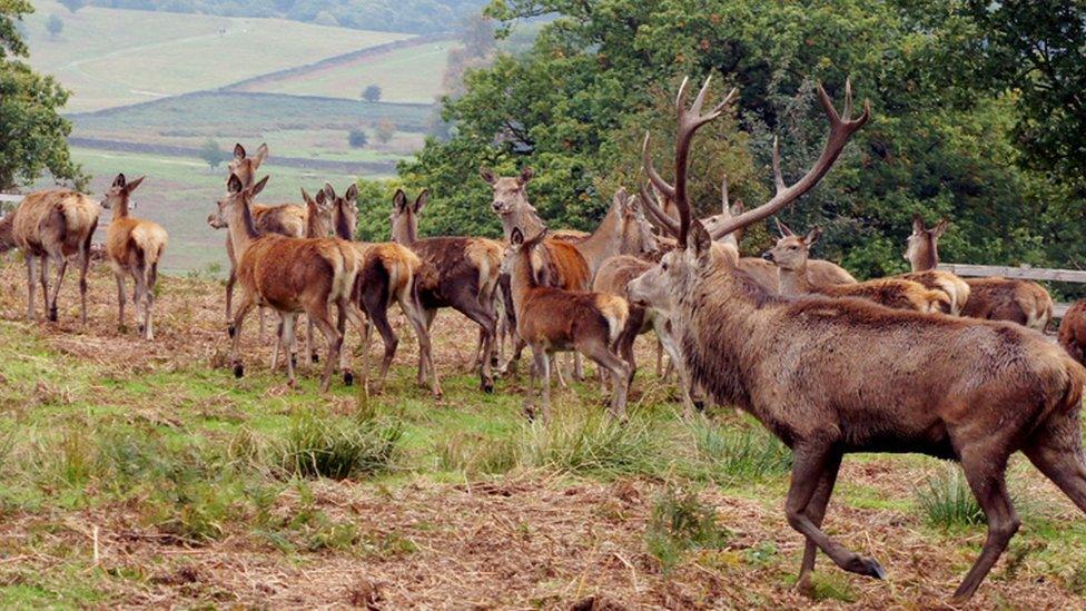 Red Deer in Bradgate Park, Leicestershire