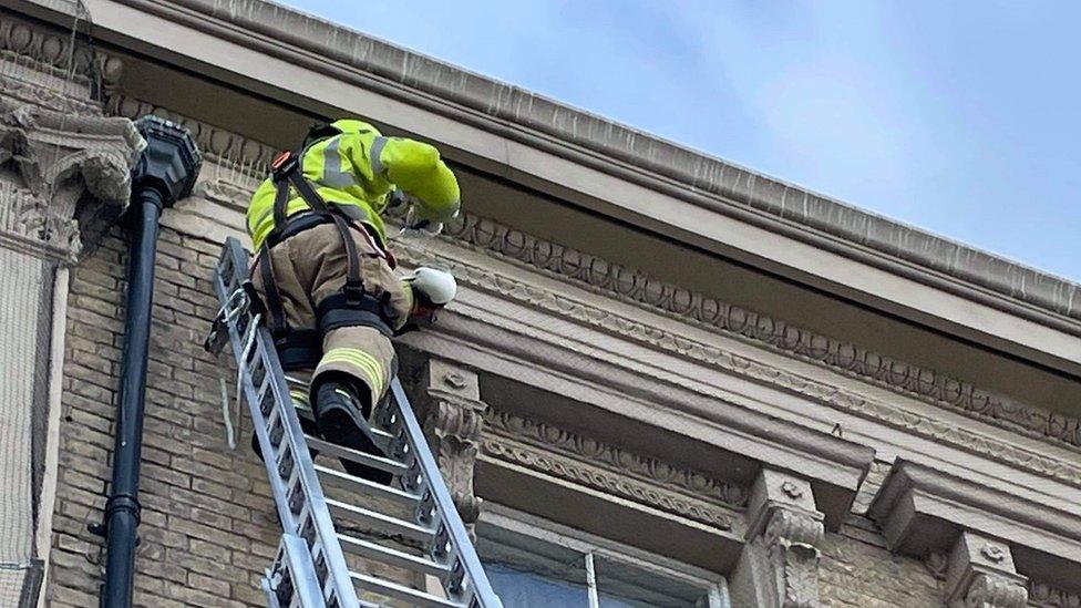 Kittiwake rescue