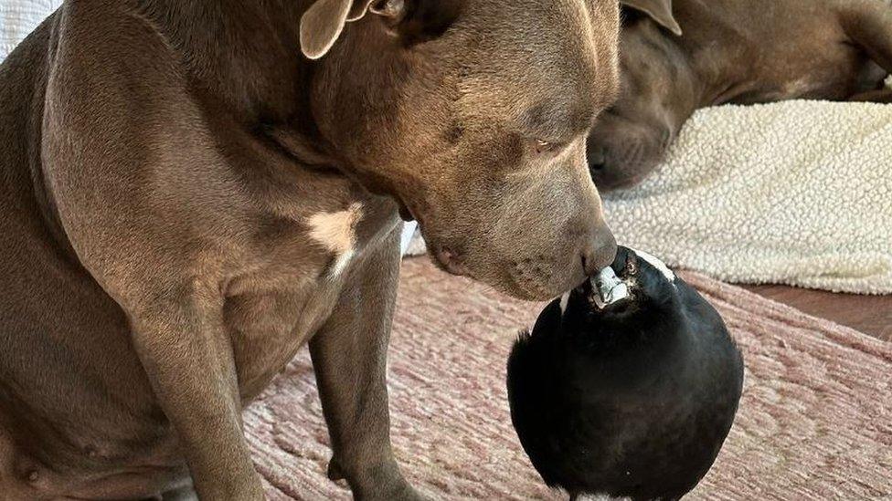 Molly the magpie and Peggy the dog