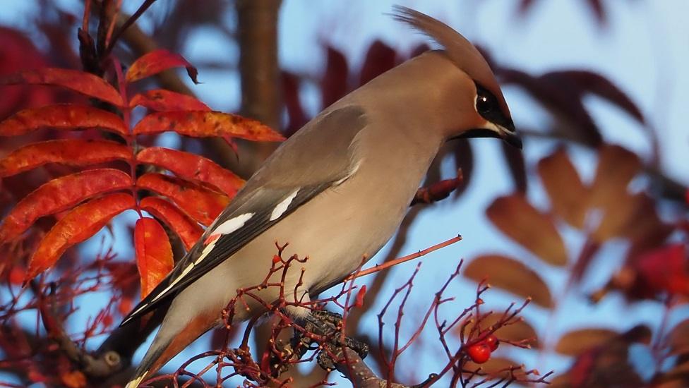 Waxwing