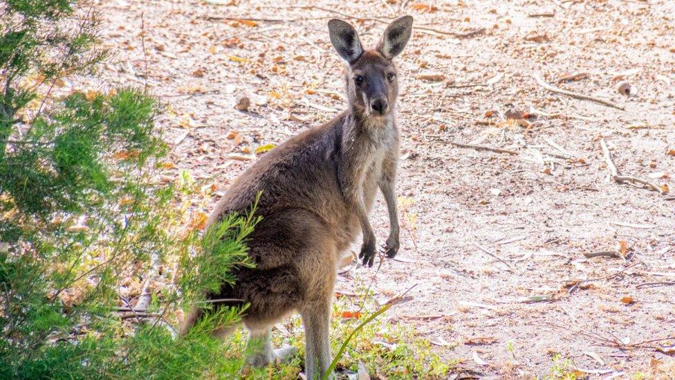 Avon Valley National Park wild Kangaroo in West Australia (stock image)