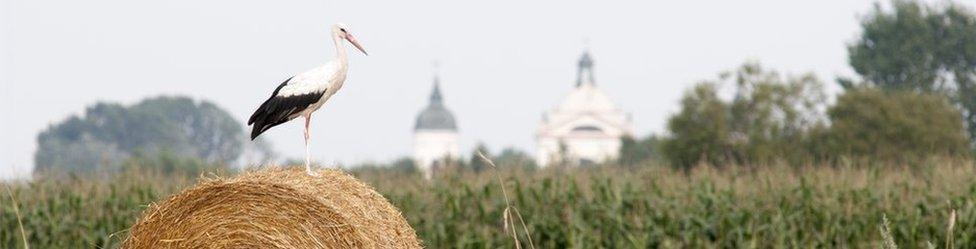 Storks in Poland