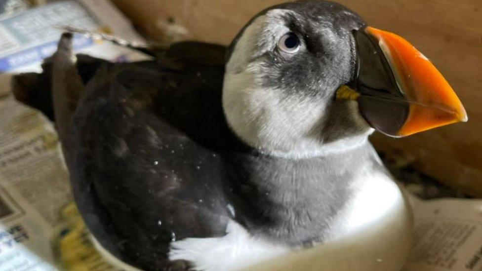 The rescued puffin in a cardboard box lined with newspaper