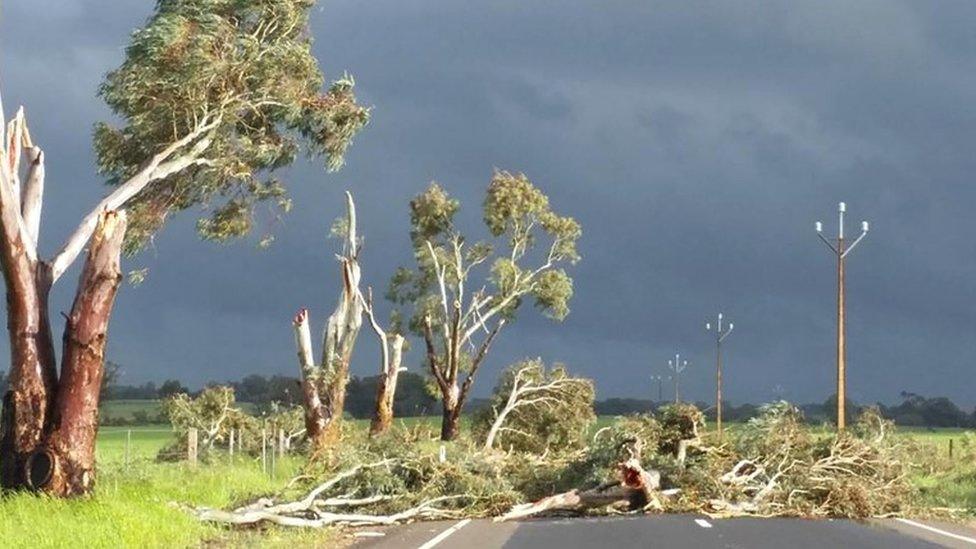 A photo taken on September 28 and obtained on September 29, 2016, shows trees toppled by high winds near Melrose in South Australia.