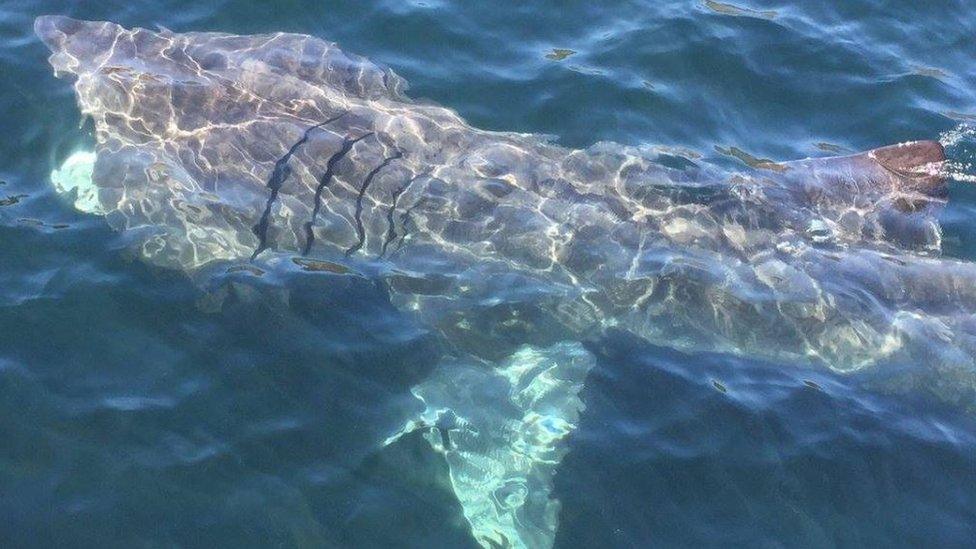 A Basking Shark