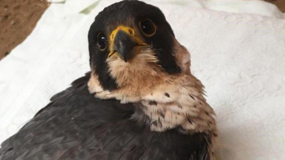 Peregrine being cared for