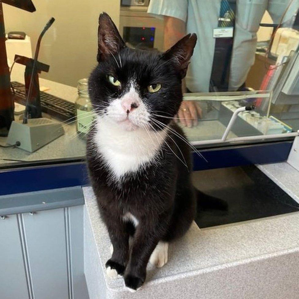 cat sat on a train station kiosk