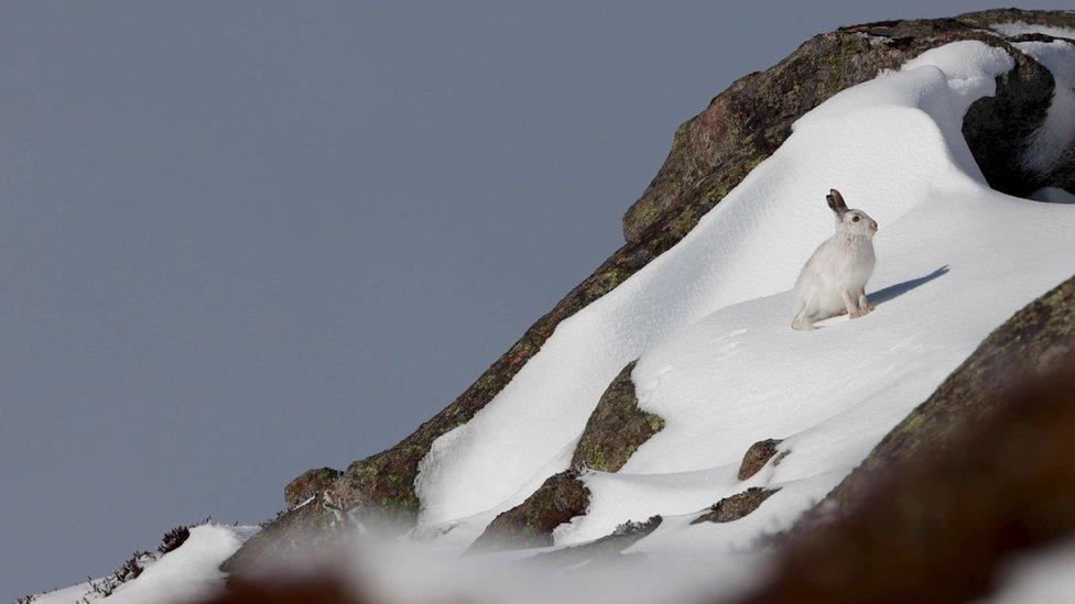 Mountain hare