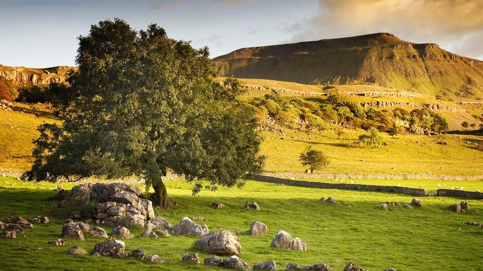 The Yorkshire Dales mountain of Ingleborough with limestone and a tree in the foreground