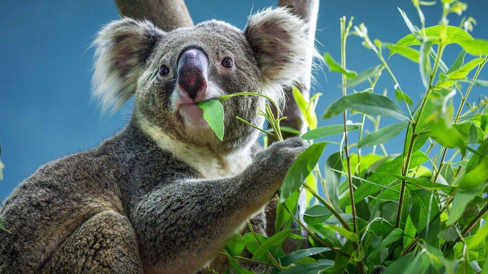 Koala-eating-leaves.