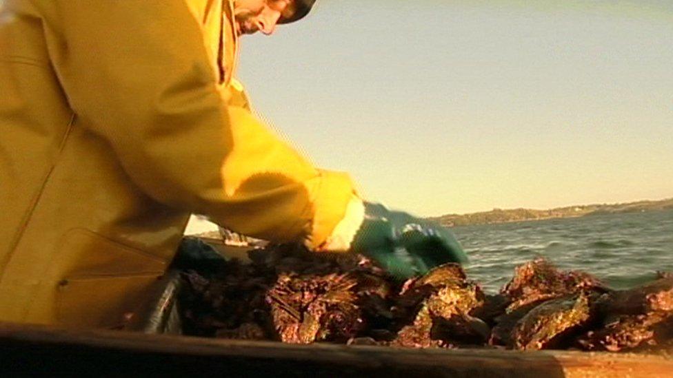 Oyster farmer