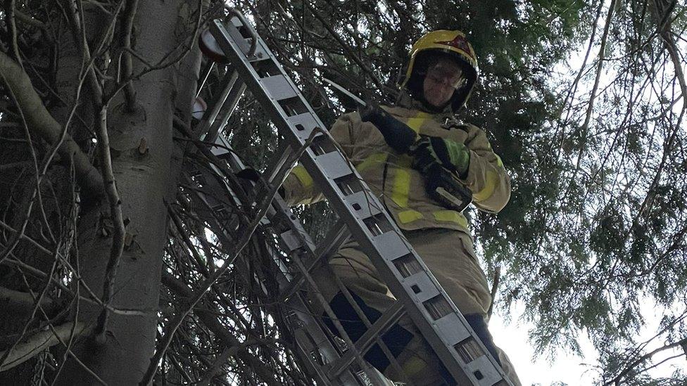 Firefighter in the tree