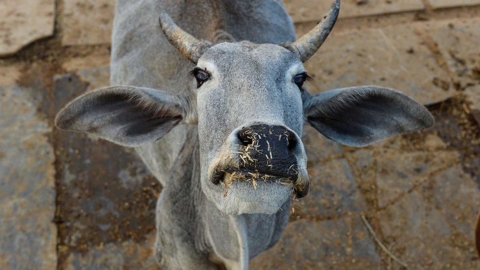 A cow in India