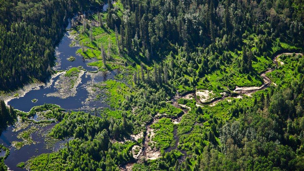 The boreal forest seen north of Fort McMurray, Alberta