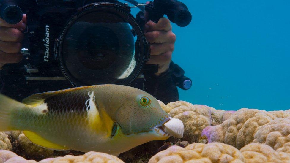 Camera and tuskfish