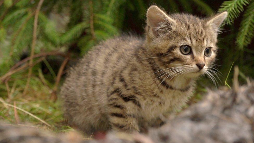 The female Scottish wildcat kitten approaching a rabbit