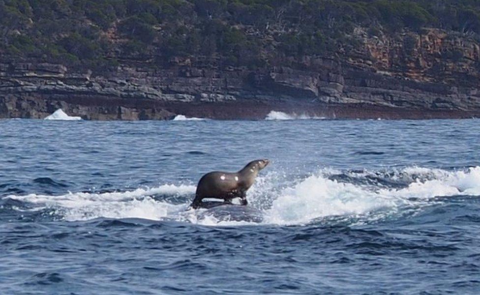 Photograph of seal riding whale in Australia