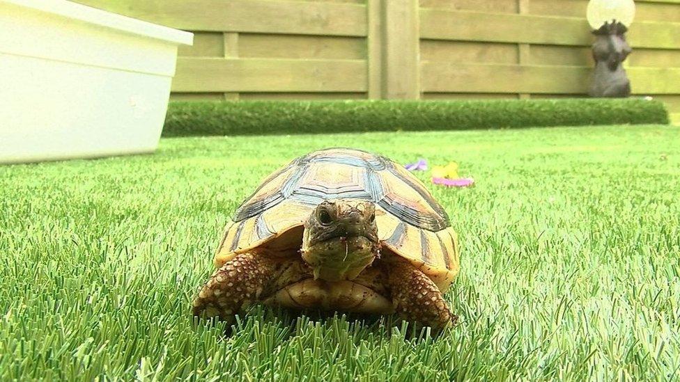 Corbiere the "psychic" tortoise