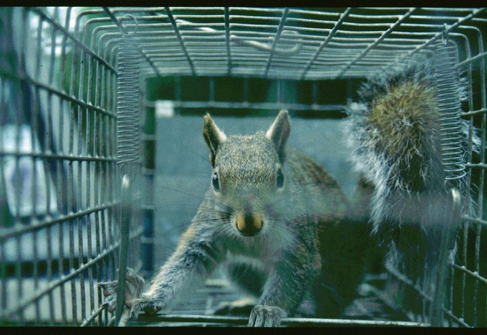 A grey squirrel in a trap