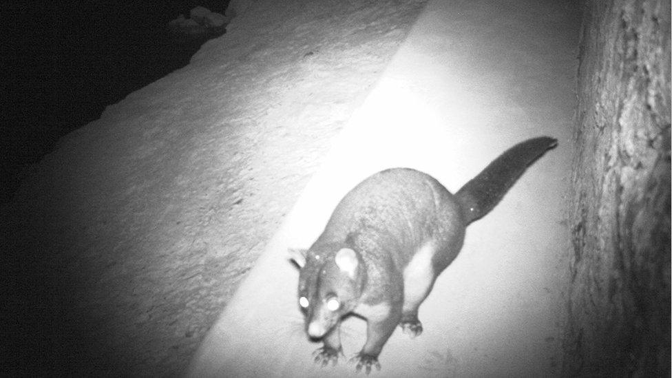 Possum uses a wildlife crossing under a road