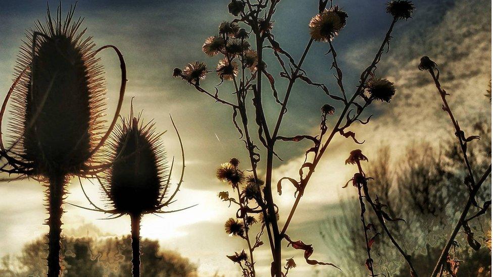 Howardian Nature Reserve, Cardiff