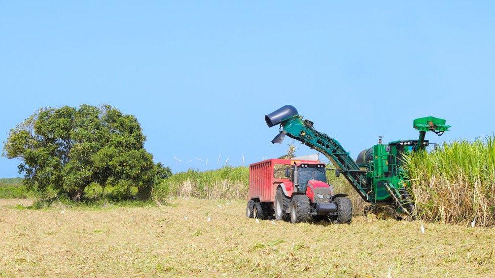 Sugarcane being harvested