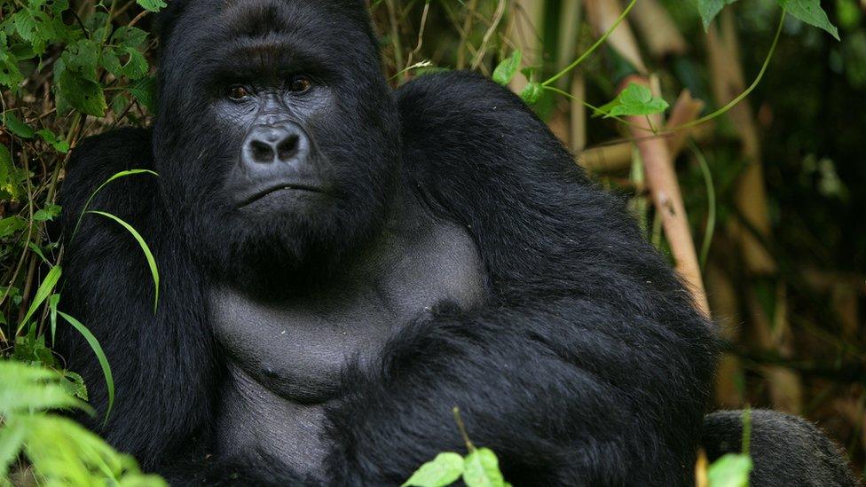 Eastern gorilla now critcially endangered