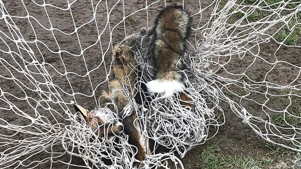 Fox trapped in goal net at Stoke Lodge Playing Fields in Bristol