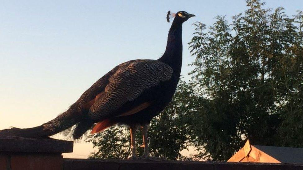 A Henfield peacock