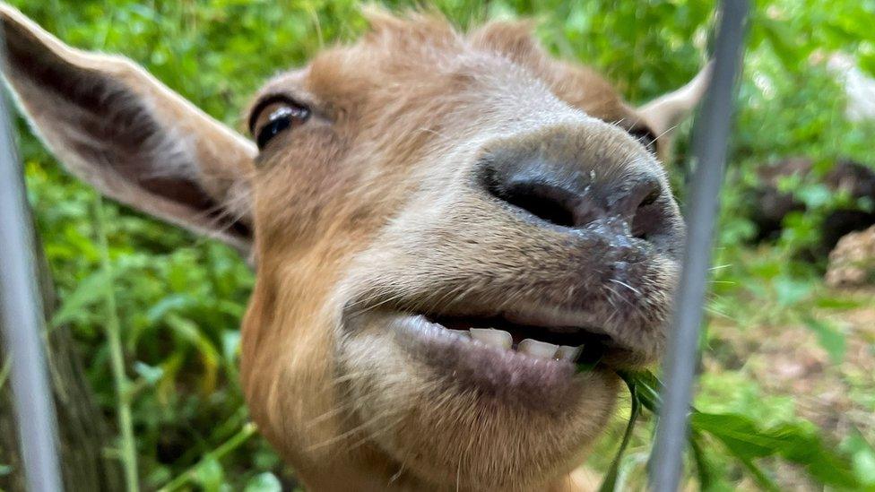 goats-in-manhattan-park