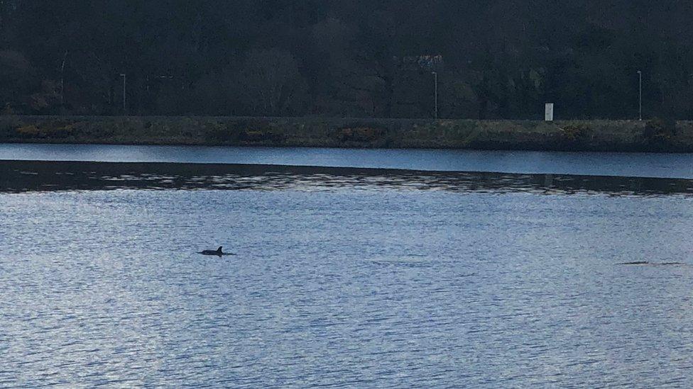 dolphins in foyle