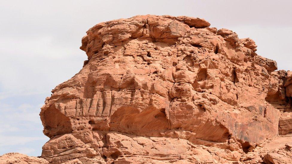 Camels carved into rock faces in Saudi Arabia